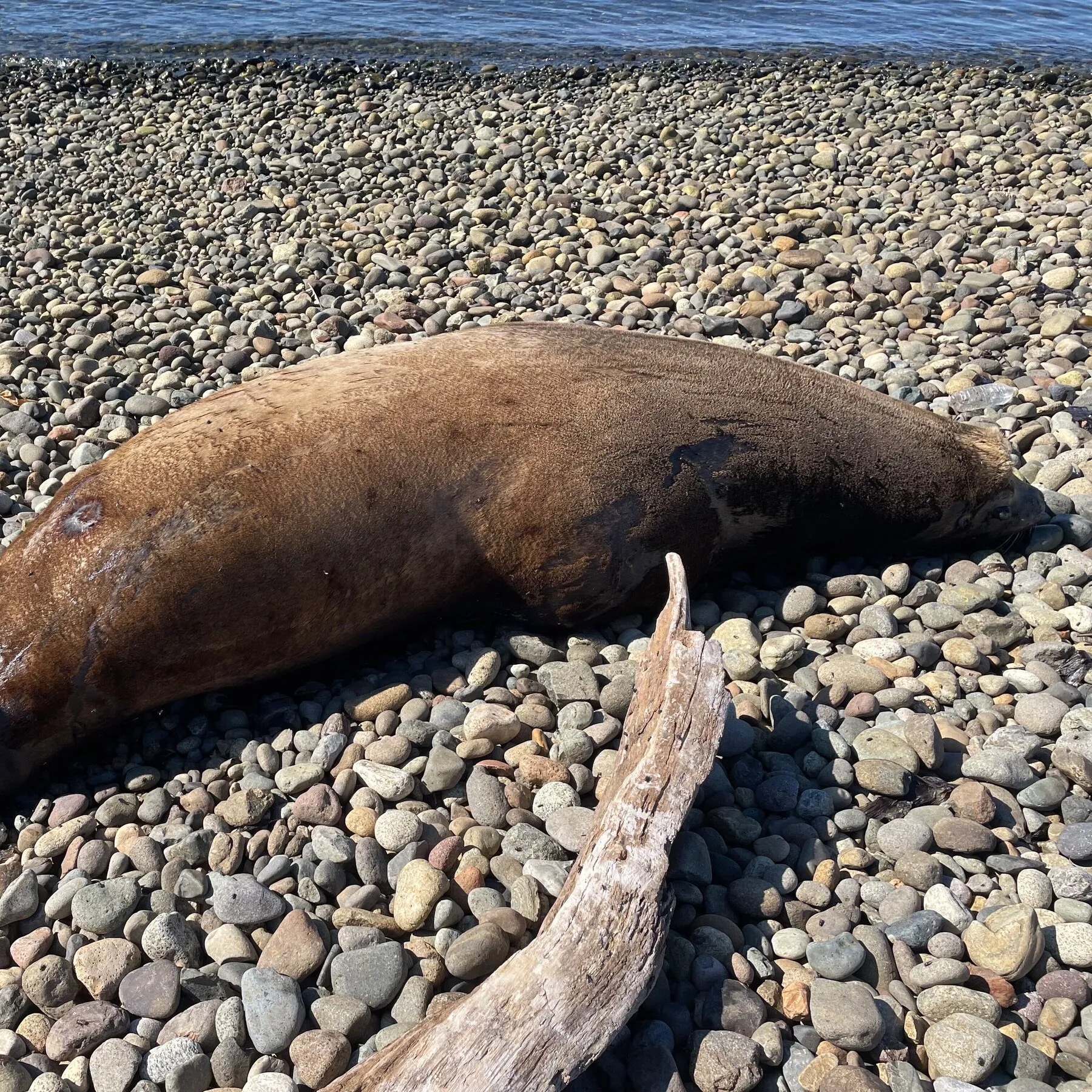 Sea Lion Found Dead Near Seattle Had Been Shot at Least 12 Times