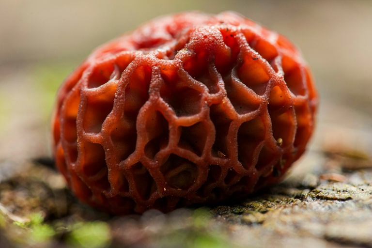 A vivid red cage fungus on a mossy log in a forest, with soft lighting and a blurred background.