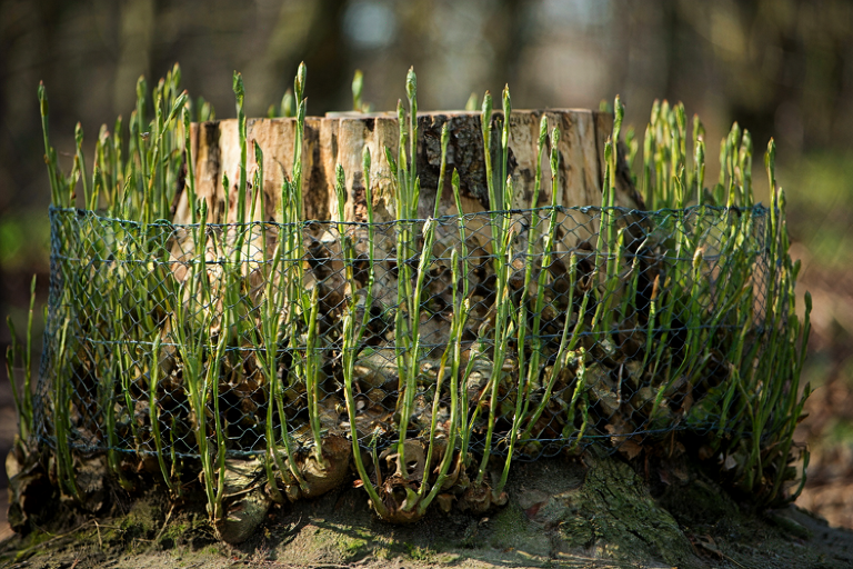A thick ring of shoots grows around a fallen sycamore tree stump, partially fenced off with woven wire mesh.