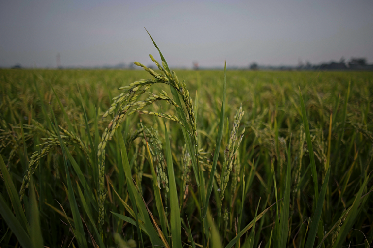 A single, textured rice stalk stands in a vast, softly blurred rice field under an overcast sky, conveying a sense of agricultural uncertainty.