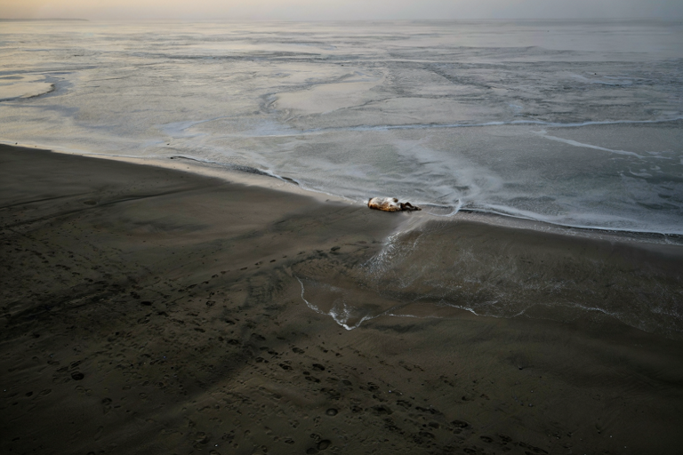 A somber editorial illustration of a misty shoreline at dusk, emphasizing isolation and a quiet, urgent atmosphere.
