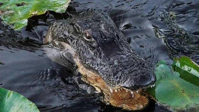 Florida-alligator-Everglades