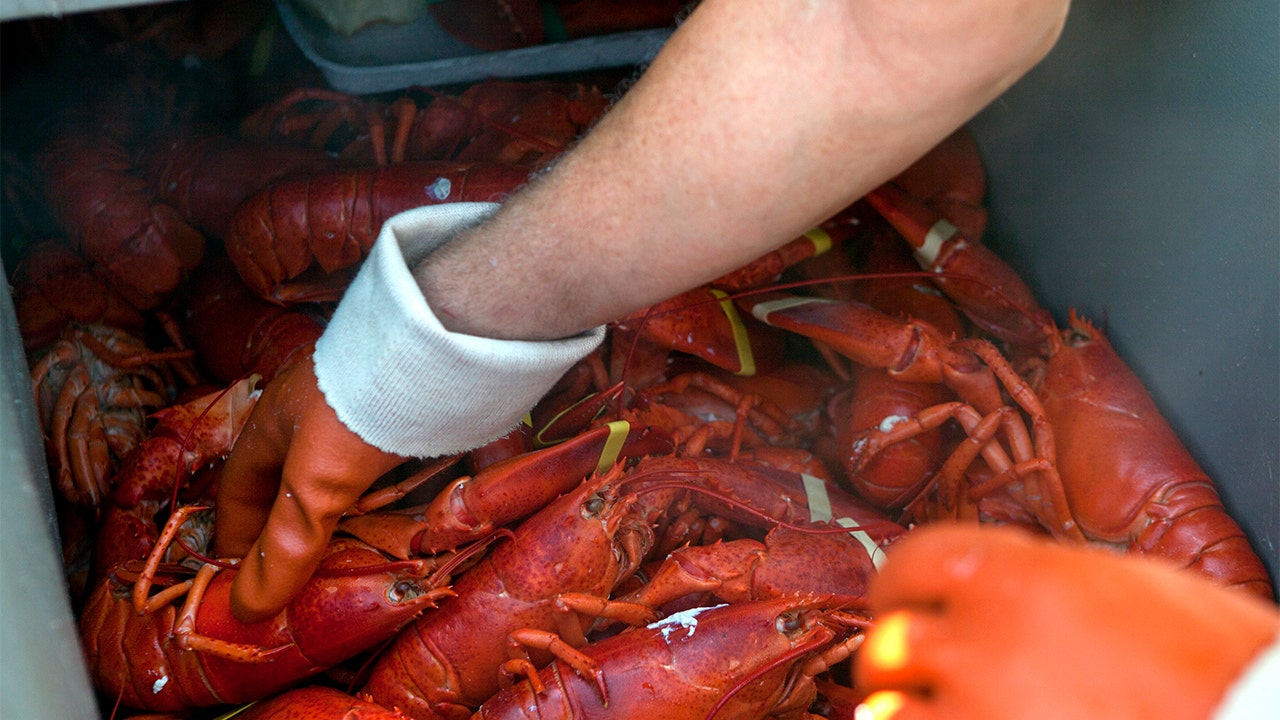 maine-lobster-festival