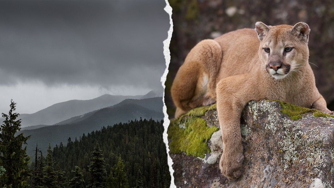 mountain-lion-park