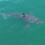 maine-shark-sighting-2