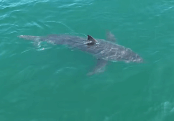 maine-shark-sighting-2