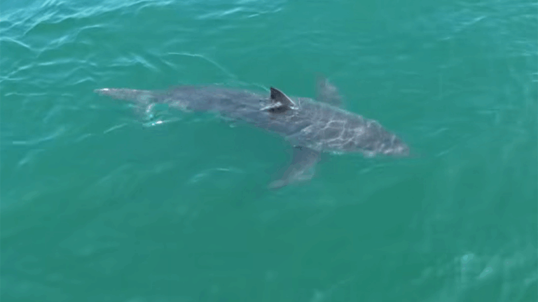 maine-shark-sighting-2