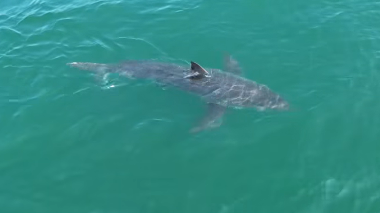 maine-shark-sighting-2