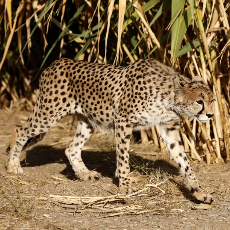 00int-iran-cheetahs-aufba-mediumSquareAt3X