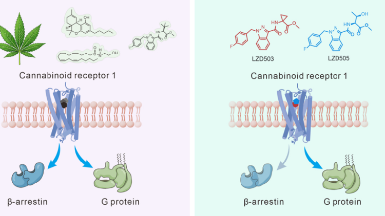 8ef43778f20941d68b0f3cc467dbd86f-750