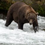 brown-bear-katmai-alaska-fox-news-001