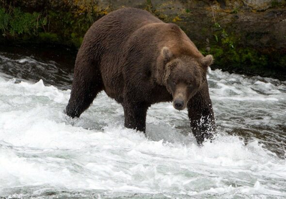 brown-bear-katmai-alaska-fox-news-001