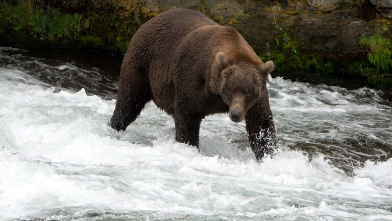 brown-bear-katmai-alaska-fox-news-001