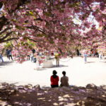 00int-skorea-hanami-01-glwj-mediumSquareAt3X