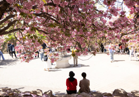 00int-skorea-hanami-01-glwj-mediumSquareAt3X