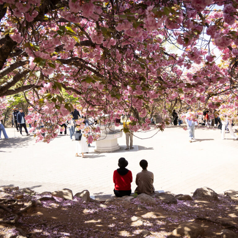 00int-skorea-hanami-01-glwj-mediumSquareAt3X