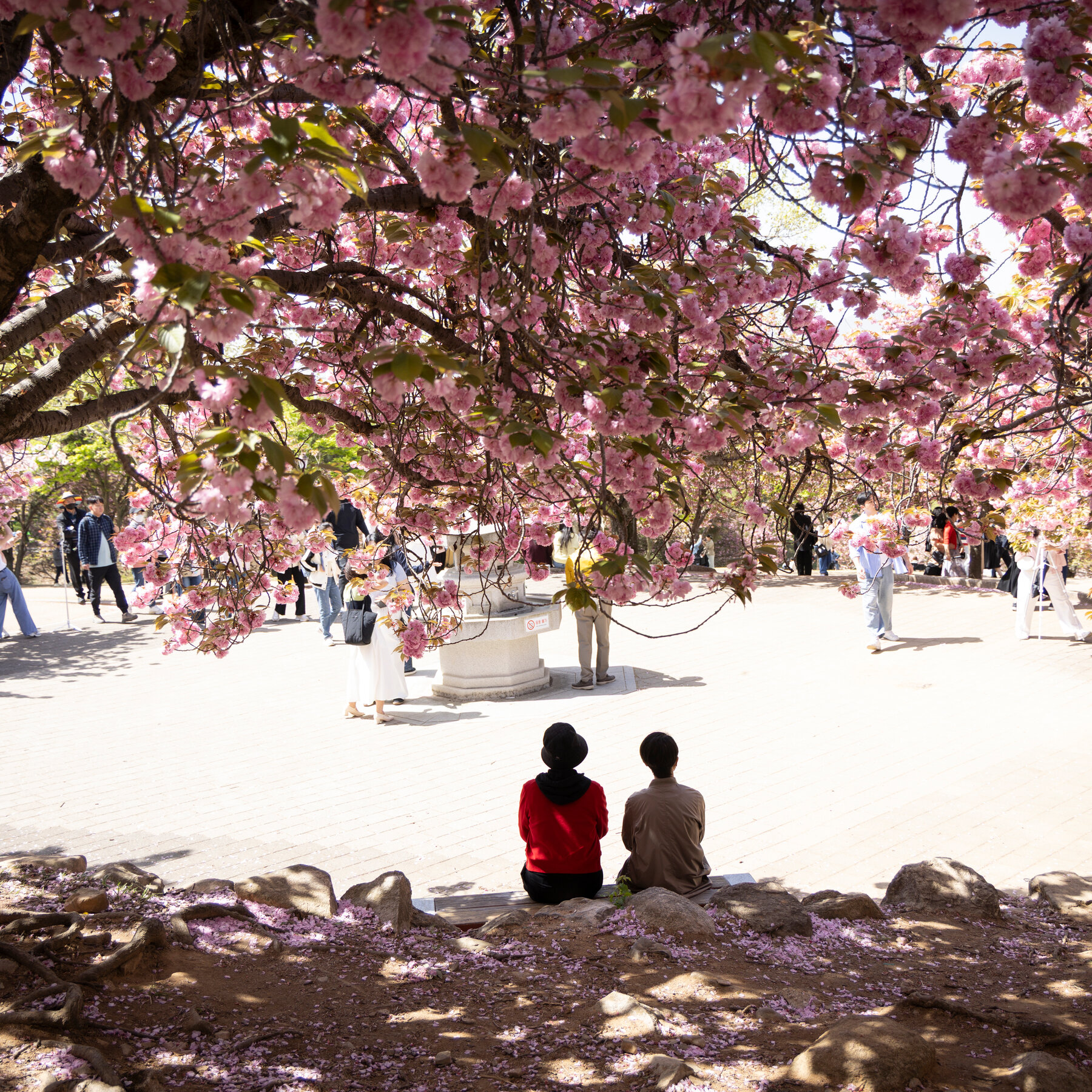 00int-skorea-hanami-01-glwj-mediumSquareAt3X