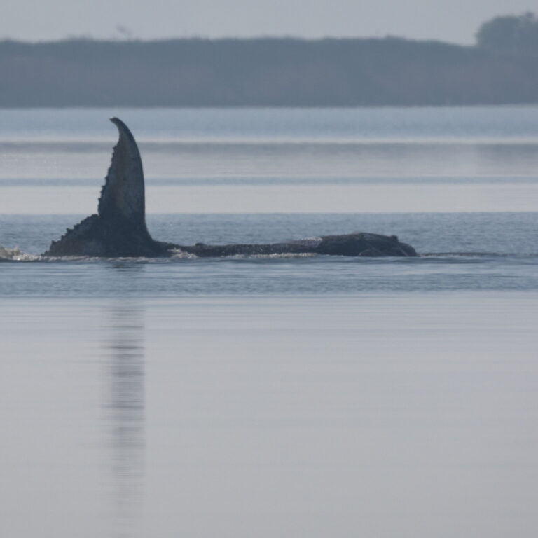 19timmy-whale-01-vwfq-mediumSquareAt3X