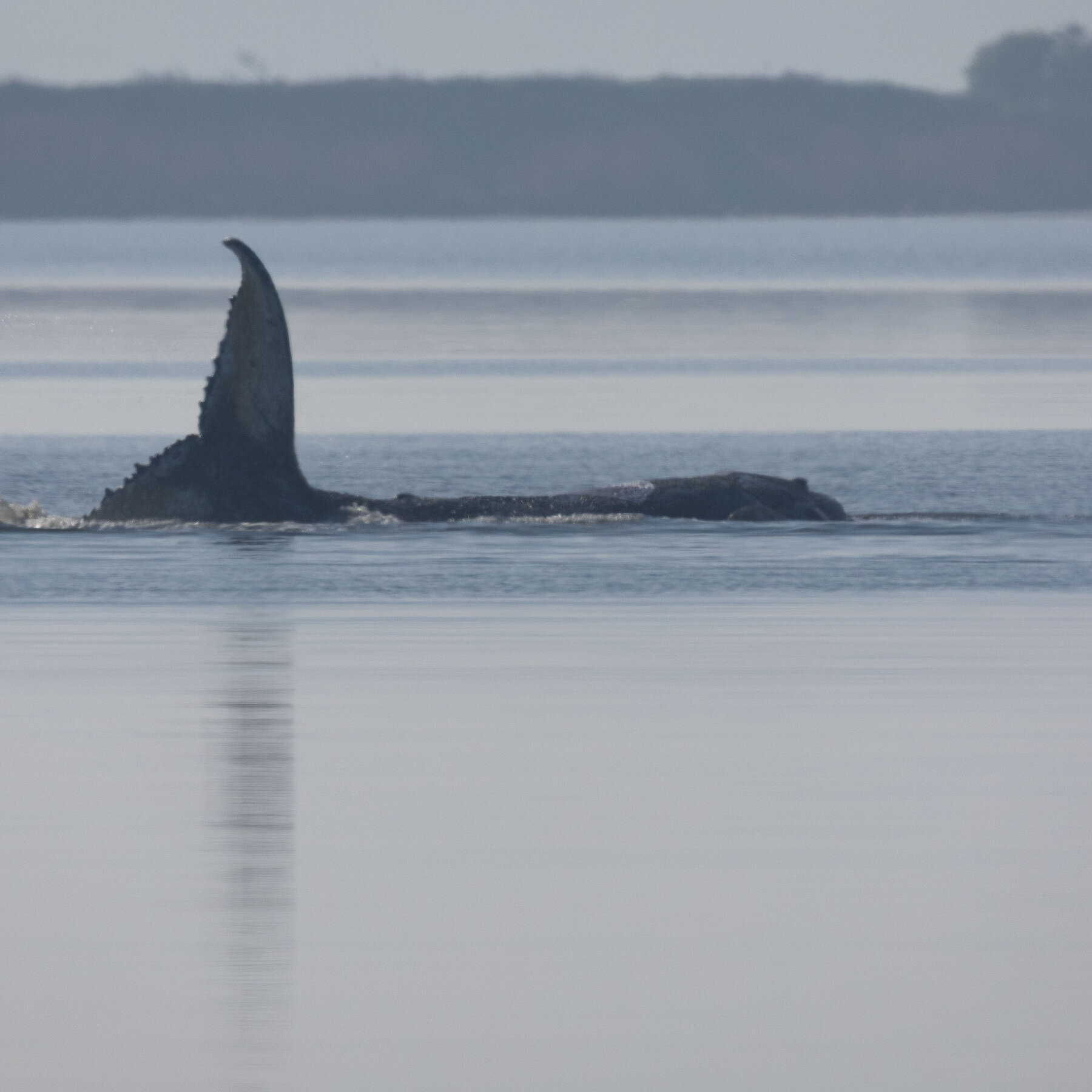 19timmy-whale-01-vwfq-mediumSquareAt3X