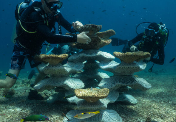 24int-malaysia-corals-01-bgkz-mediumSquareAt3X