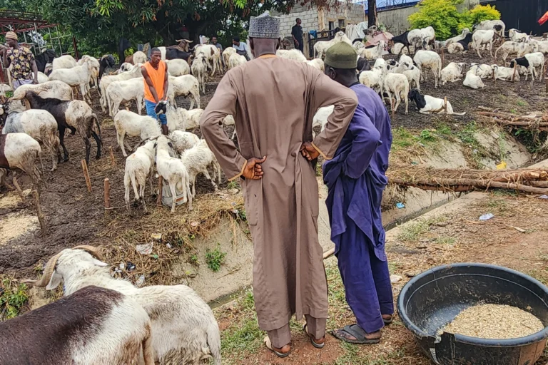 Men-at-the-flock-of-ram-at-the-Kubwa-Sallah-market-by-Federal-Housing-junction-beside-Zenith-House-along-Dutse-Road-Abuja-1779725375