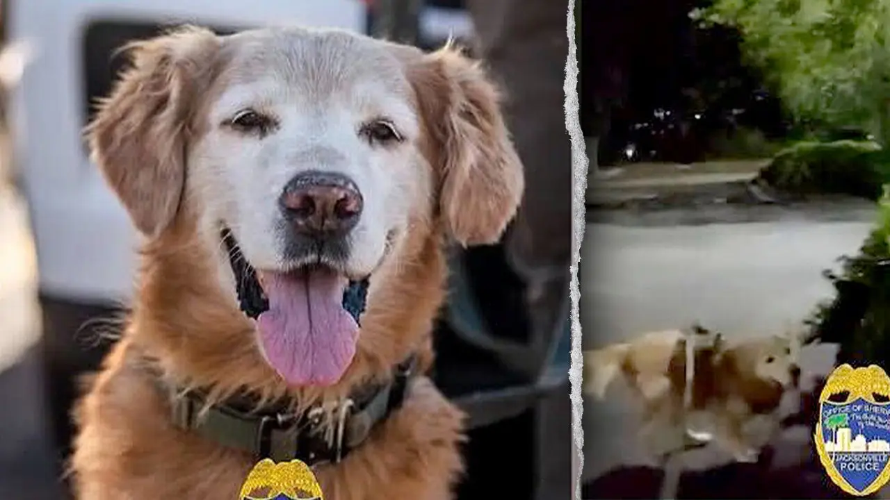 Rutger-K-9-2