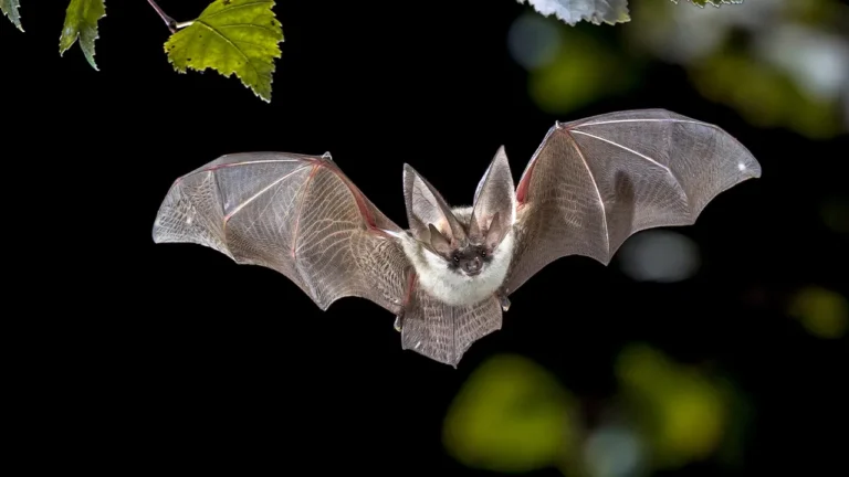 bat-flying