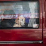 dog-in-car