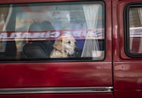 dog-in-car
