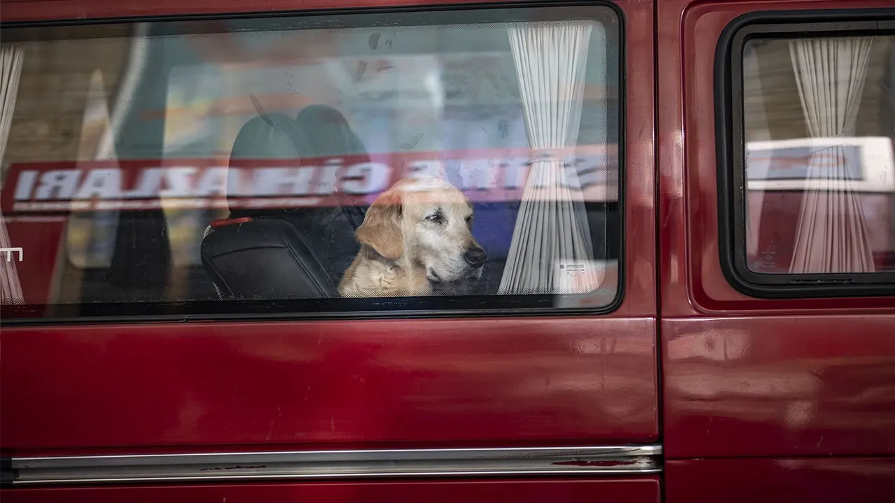 dog-in-car