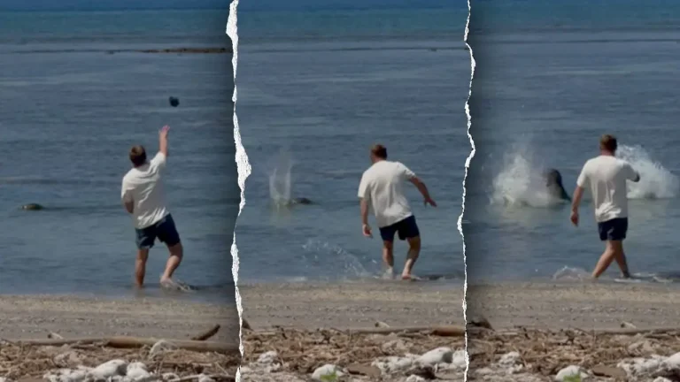 monk-seal-split