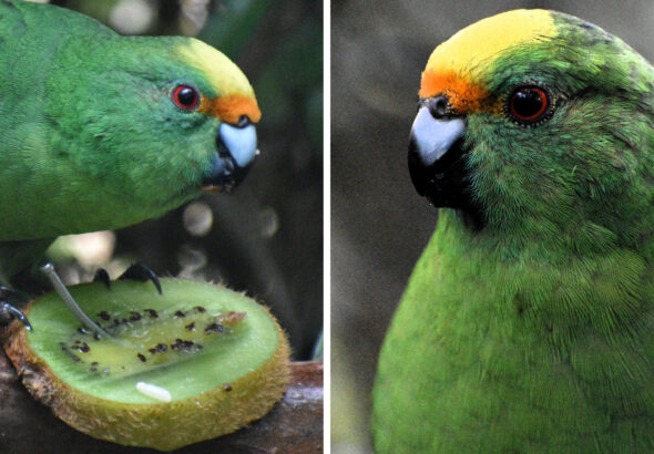 00-int-nz-birds-promo-mediumSquareAt3X