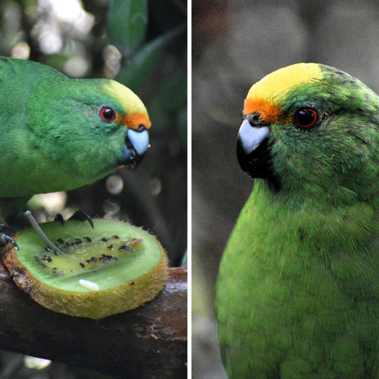 00-int-nz-birds-promo-mediumSquareAt3X