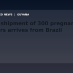 Draft: First shipment of 300 pregnant heifers arrives from Brazil