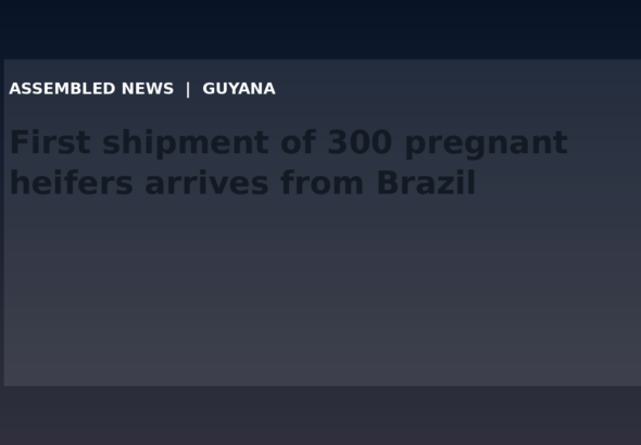 Draft: First shipment of 300 pregnant heifers arrives from Brazil